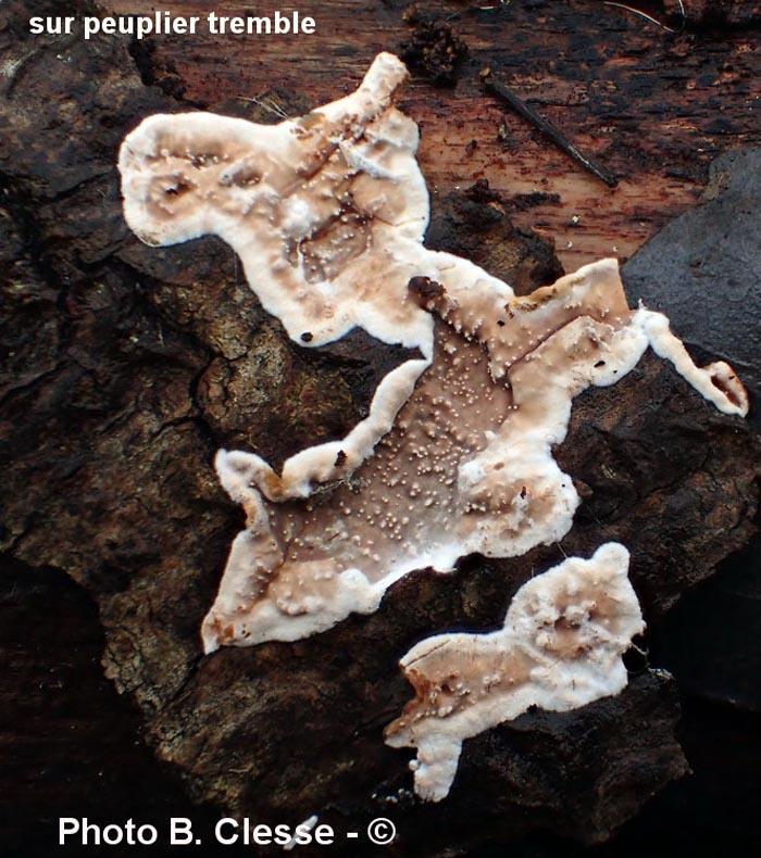 Eichleriella deglubens (Heteroradulum deglubens)